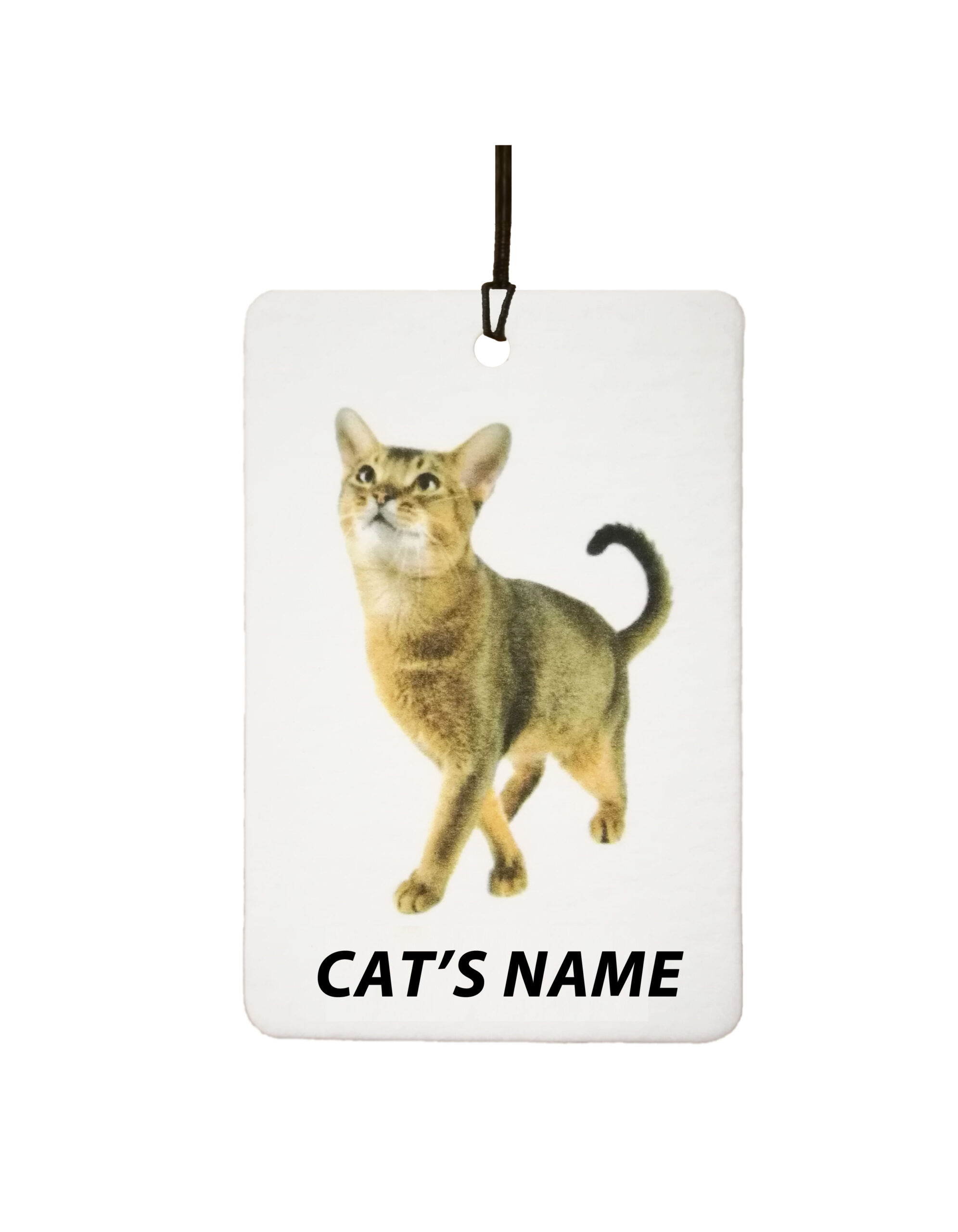 Personalised Abyssinian Kitten