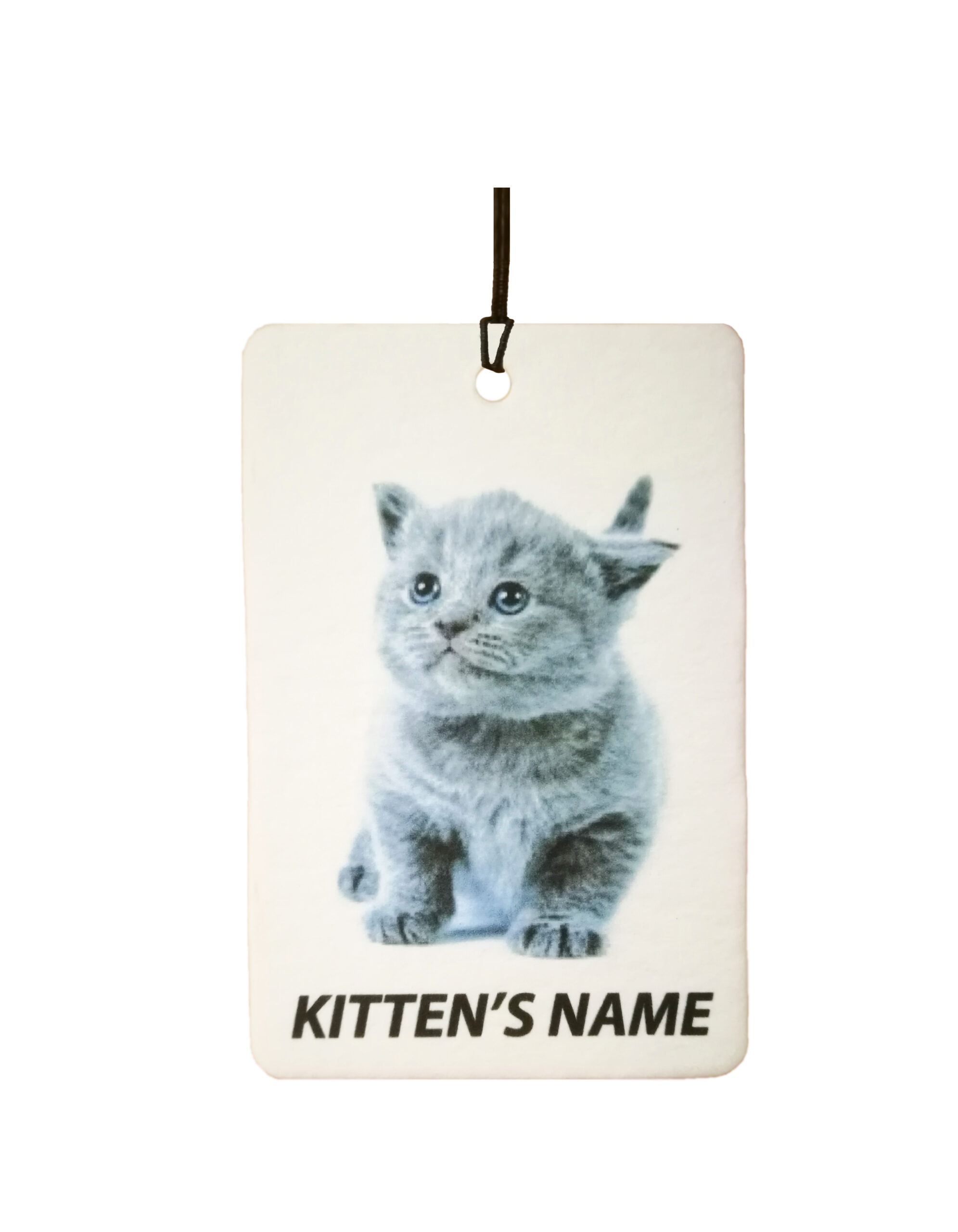 Personalised British Shorthair Kitten