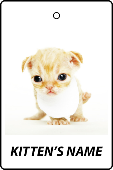 Personalised Devon Rex Kitten