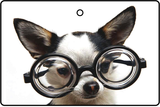 Geeky Dog