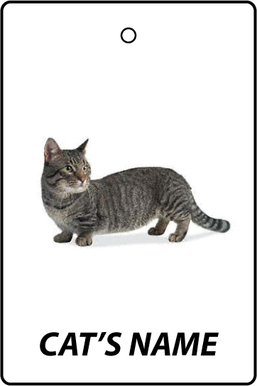 Personalised Cat's Name Munchkin